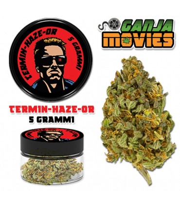 Infiorescenza di Cannabis Light Ganja Movies 5gr Terminhazeor IN ELEGANTE BARATTOLO DI VETRO