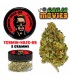 Ganja Movies display 15pz + 15pz Infiorescenza di Cannabis Light DA 5GR+ IN OMAGGIO 15pz Beetle-Berry da 0,5gr